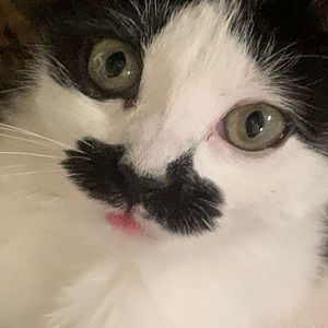 Meet your Posher, Angala